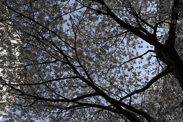 20090430-p02