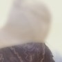 謎の影