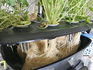 farm day 54 (1)