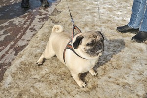 lubeck dogs (7)