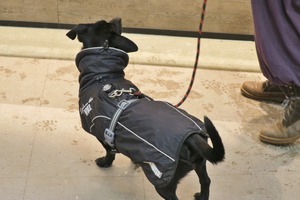 lubeck dogs (4)