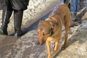 lubeck dogs (6)