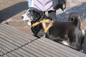 lubeck dogs (14)
