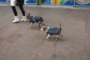 lubeck dogs (13)