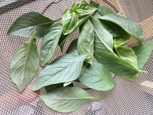 thai basil (2)