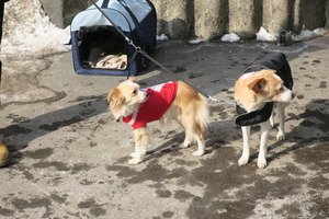 lubeck dogs (2)