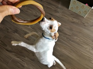 meghan dental treat (1)