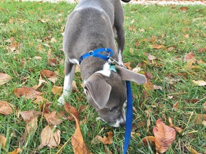 merry likes autumn