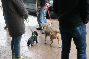 lubeck dogs (11)