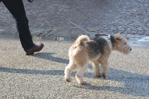 lubeck dogs (5)