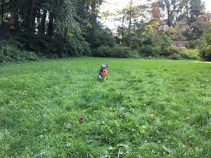 merry in back yard (3)