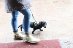 lubeck dogs (12)