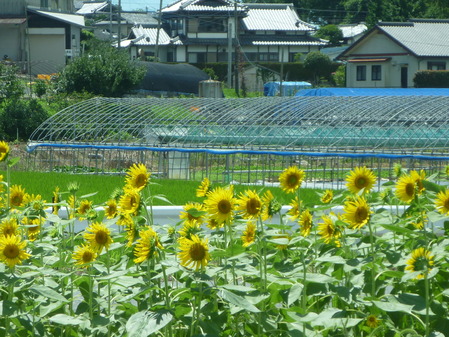 ひまわり