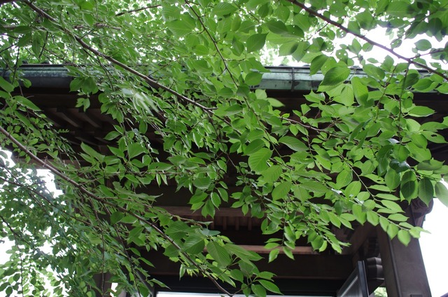 IMGP9794