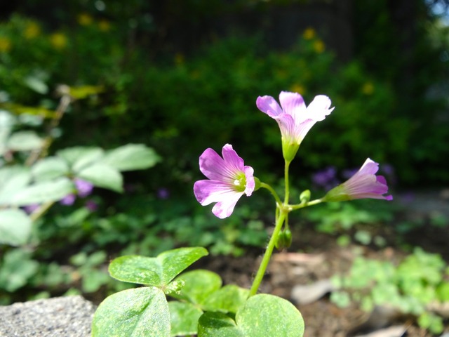 DSC00319