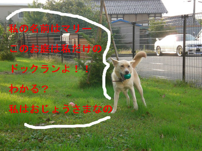 BlogPaint
