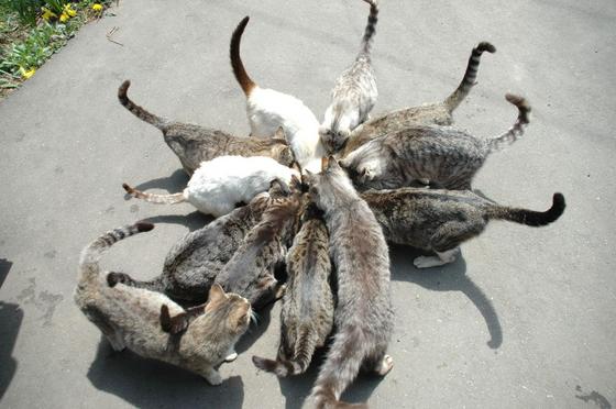 放射状