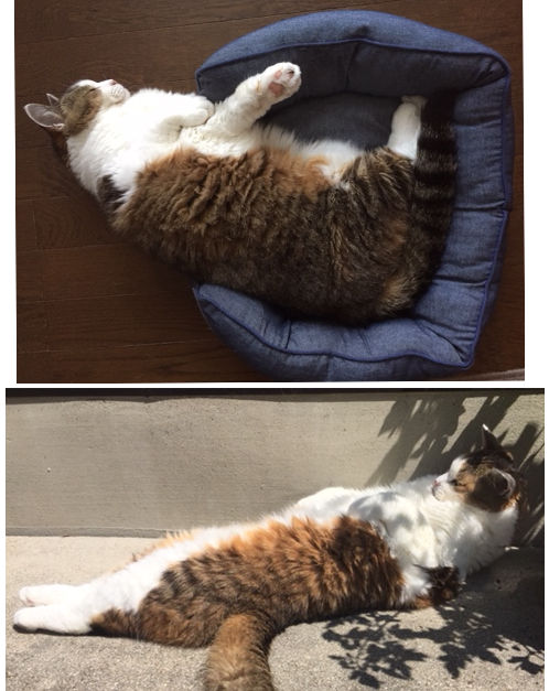 ちょび