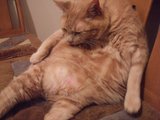 TummyCleaning