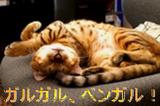 ガルガル、ベンガル!