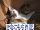 きなこもち日記