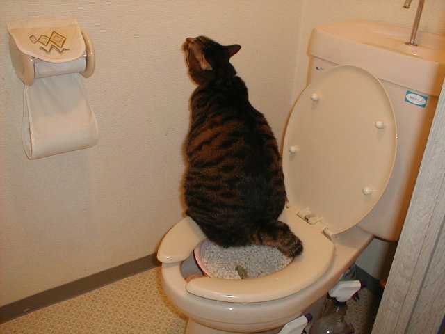 でぶ猫相撲部屋トイレ写真で恐縮なのですが・・・ livedoor Blog（ブログ）