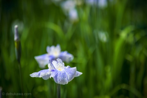 IMG_5065
