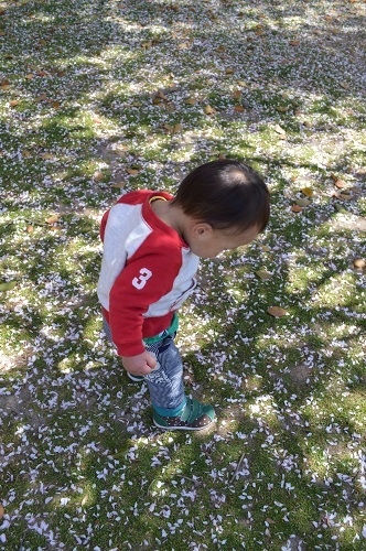ちびと桜3
