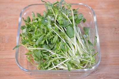 豆苗工程1