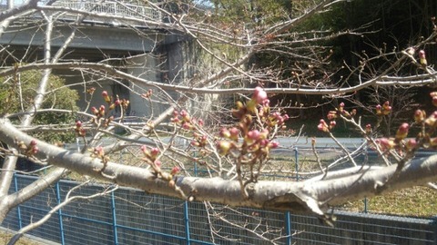 桜のつぼみ