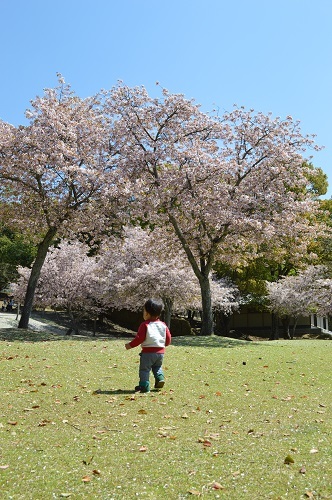 ちびと桜5