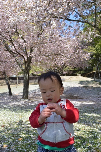 ちびと桜7