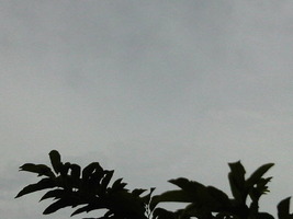 IMG01167-20111122-1524