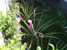 IMG01058-20110619-1406