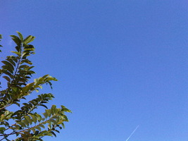 IMG01056-20110619-1405