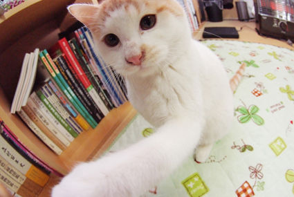 わが家の猫が じゃらん デビュー きもち金持ちのむらから 天栄 湯本 でどやま物語