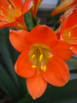 ����󥸿��β�