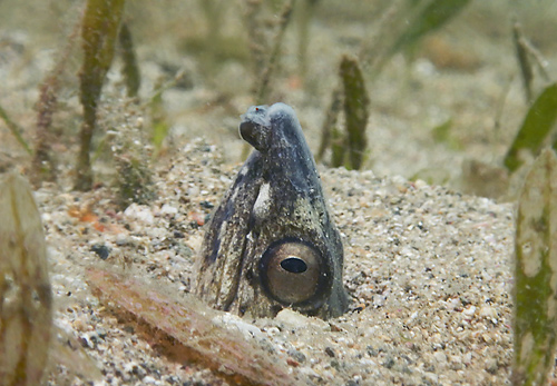ホタテウミヘビ