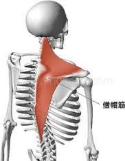 僧帽筋