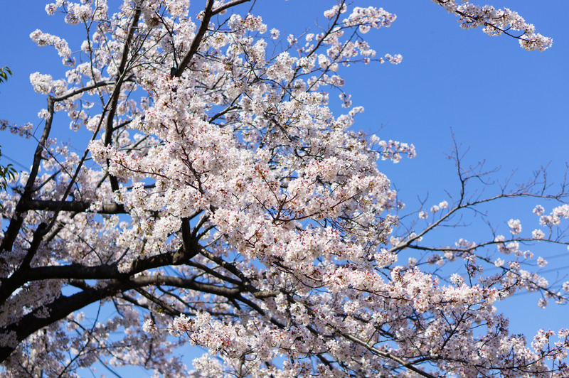 2014sakura-003