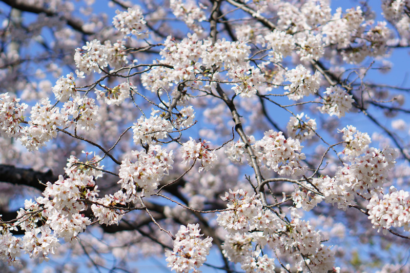 2014sakura-002