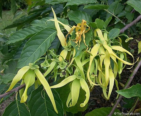 YlangYlang
