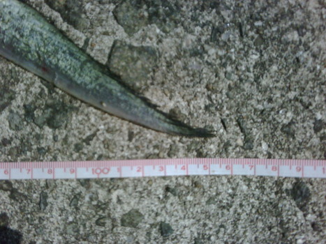 IMG00014-20110829-1011