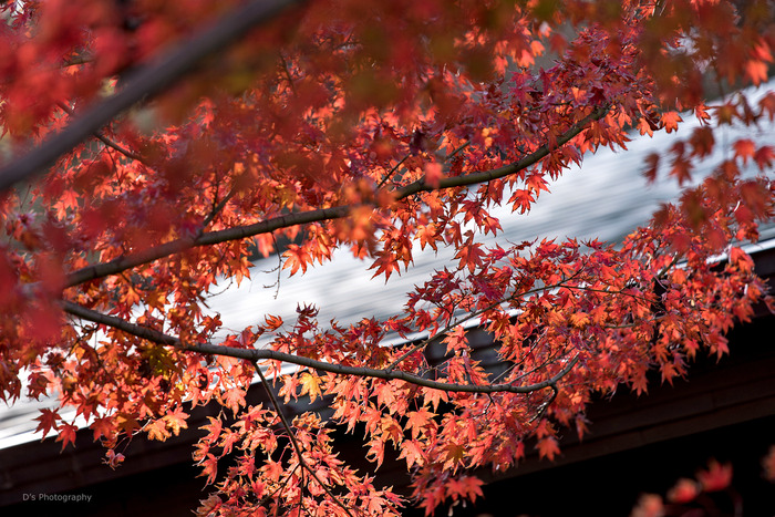 kamakura14918