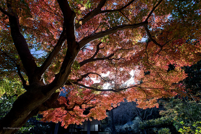 kamakura14906