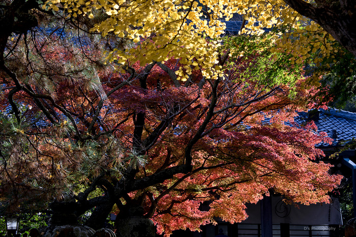 kamakura14902
