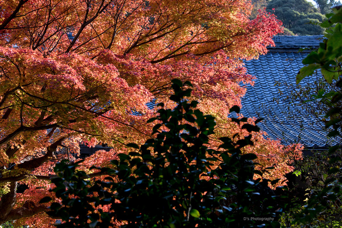 kamakura14913