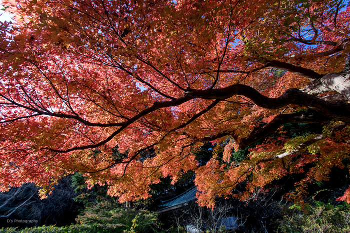 kamakura14904