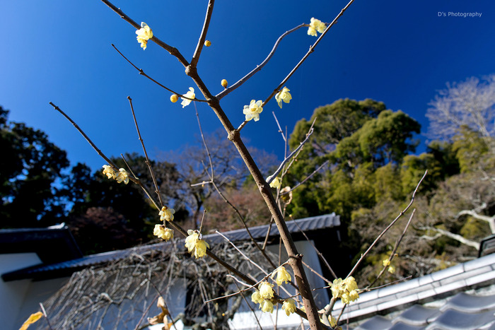 kamakura15031