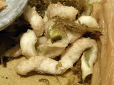 穴子の昆布揚